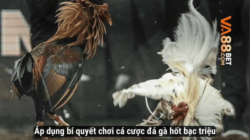 Áp dụng bí quyết chơi cá cược đá gà hốt bạc triệu